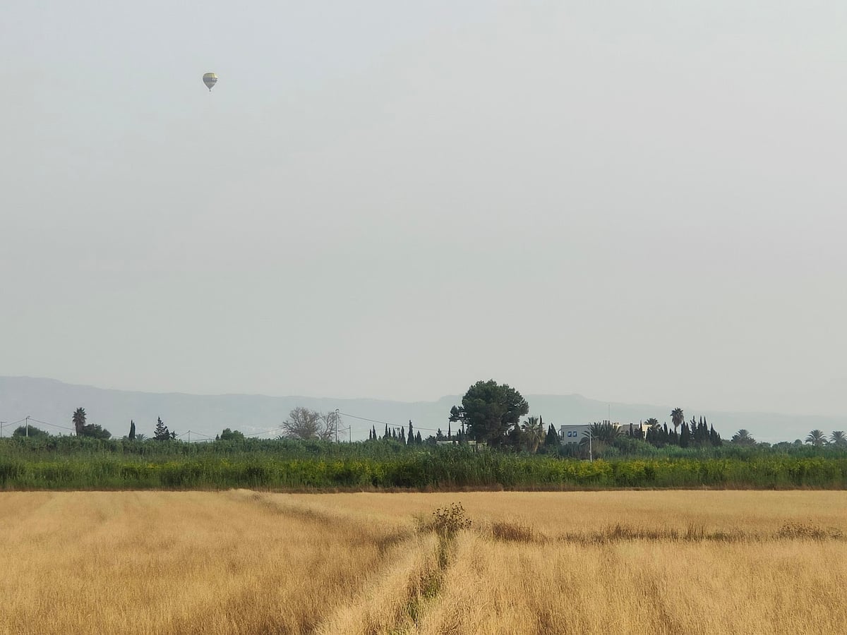 Campo de cereal con árboles dispersos