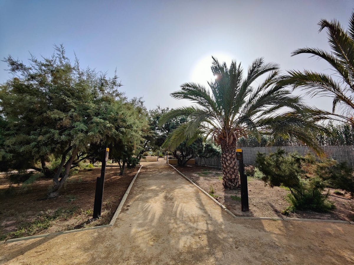 Camino entre palmeras y vegetación