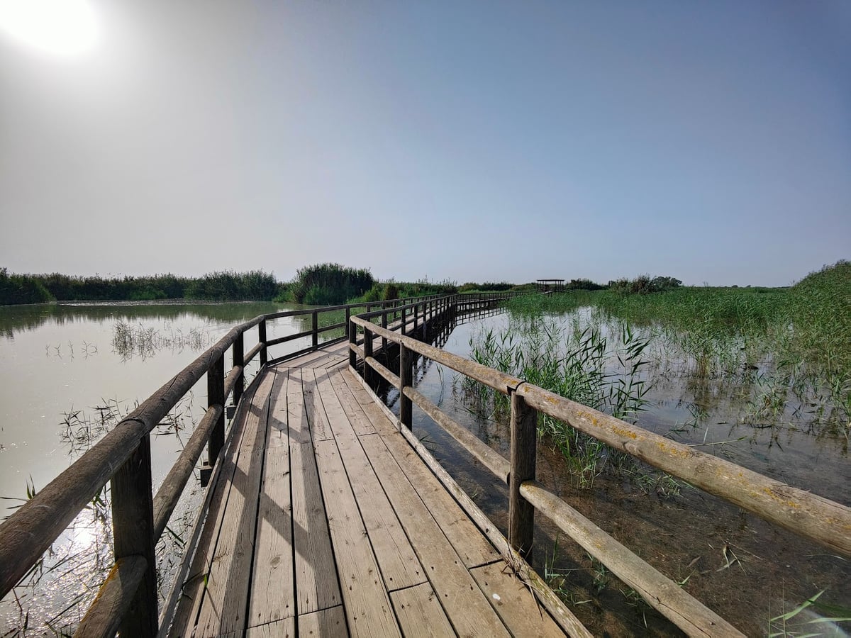 Pasarela de madera sobre una zona húmeda