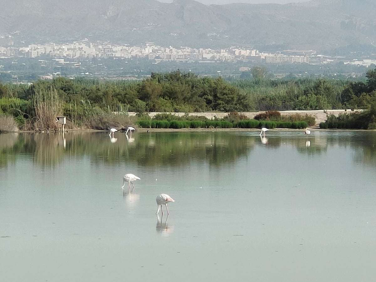 Laguna con aves acuáticas y vegetación
