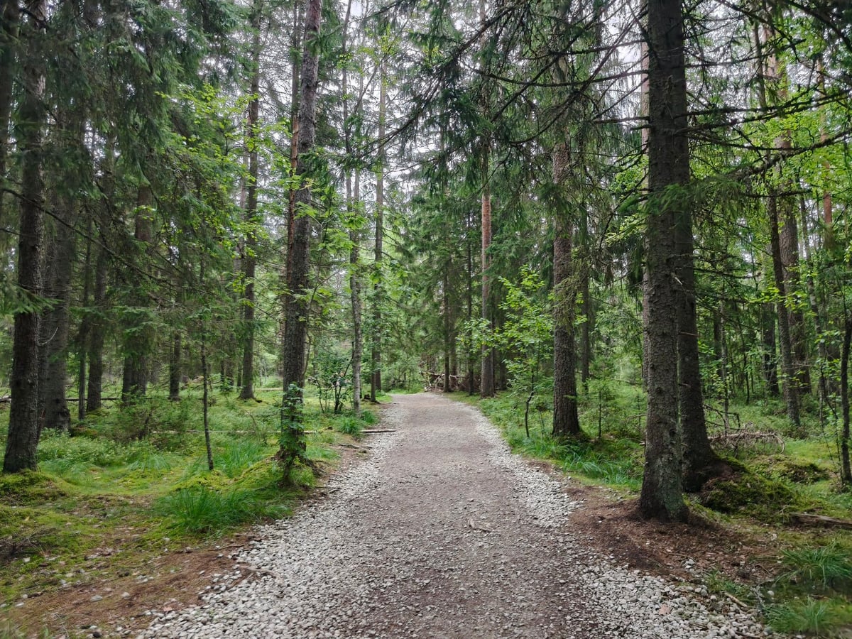 El paisaje de musgo esfagno de Viru raba