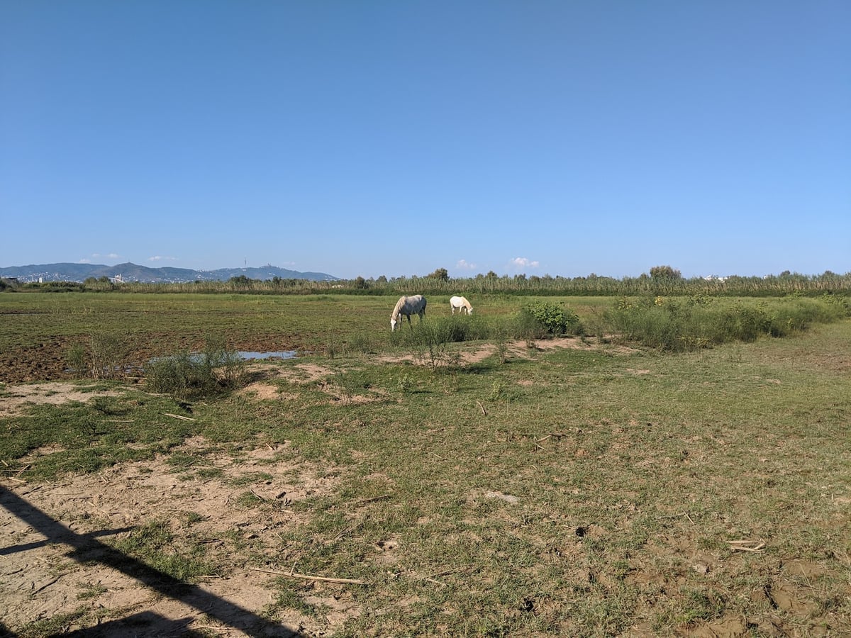 Campo abierto con vegetación y montañas al fondo