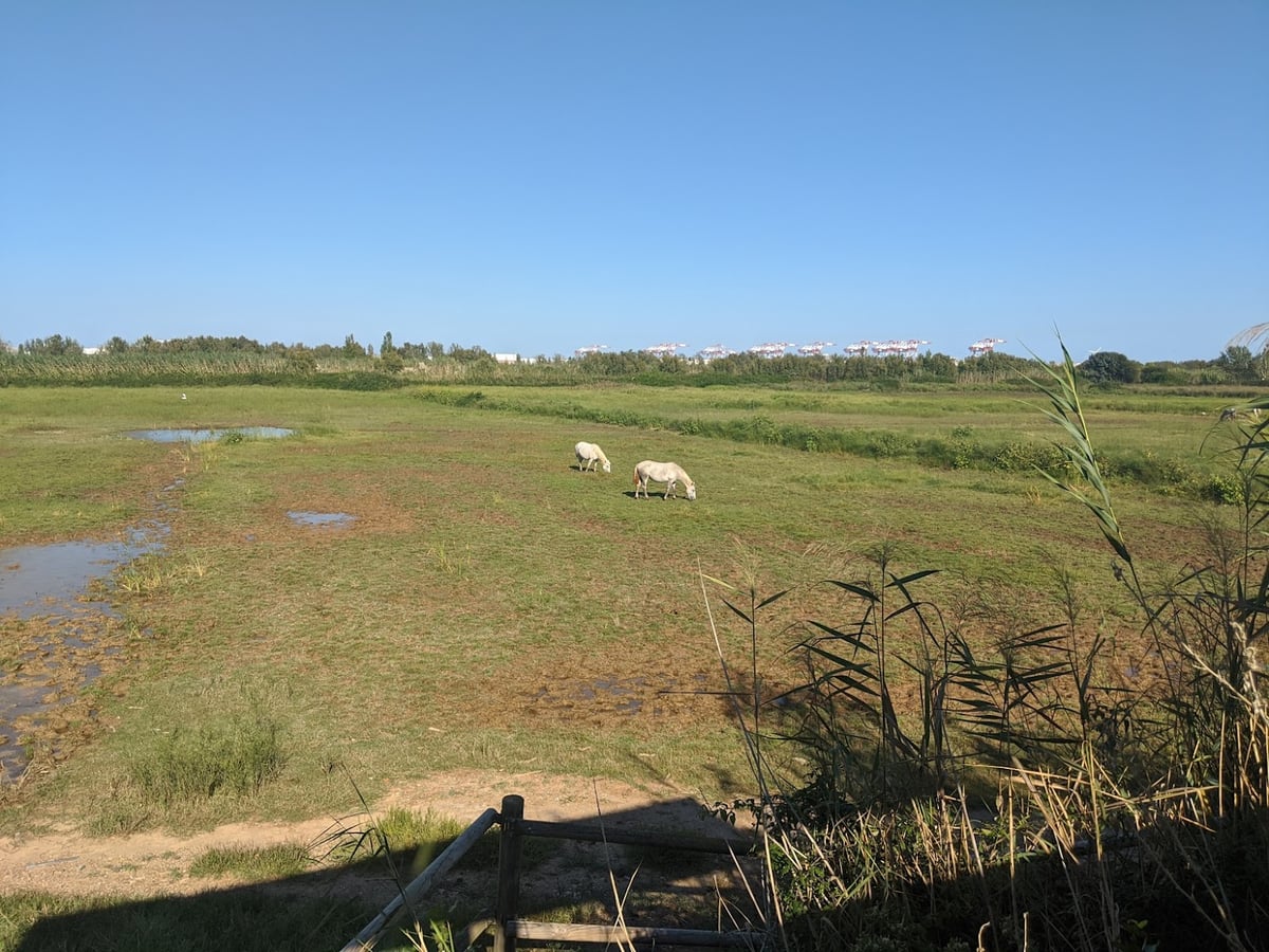 Humedal con un sendero junto al agua