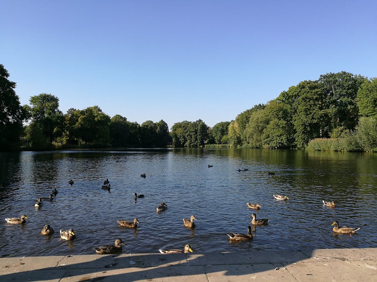 Estanque del parque de Charlottenburg con aves