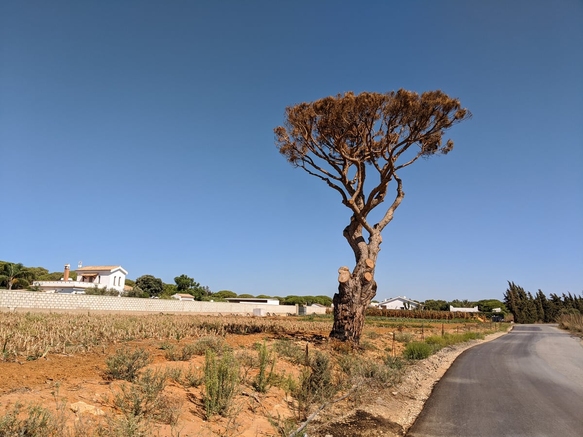 Un árbol solitario que se convirtió en un faro para distinguir el camino de regreso a casa