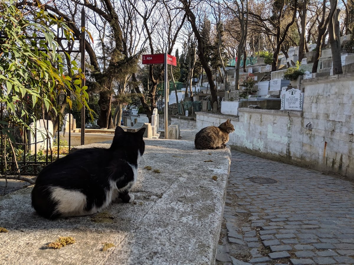 Calle, mezquita, monumento, paisaje o escena urbana de Estambul
