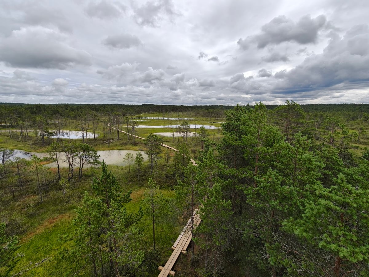 Sendero de madera elevado que atraviesa el pantano de Viru (Viru raba), situado en el Parque Nacional de Lahemaa en Estonia