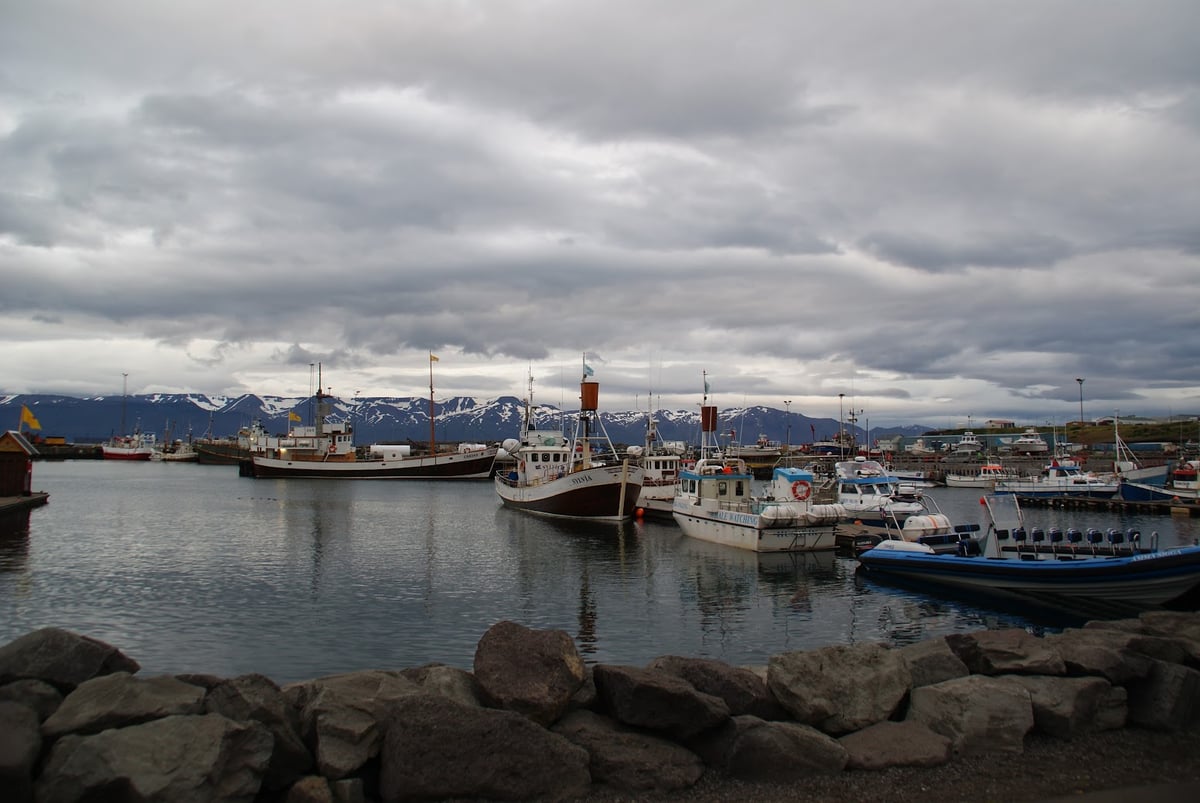 El puerto de Húsavík, con los barcos de avistamiento de ballenas amarrados frente al pueblo.