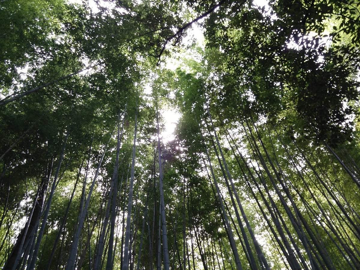 Calle, templo, paisaje o escena urbana de Japón.