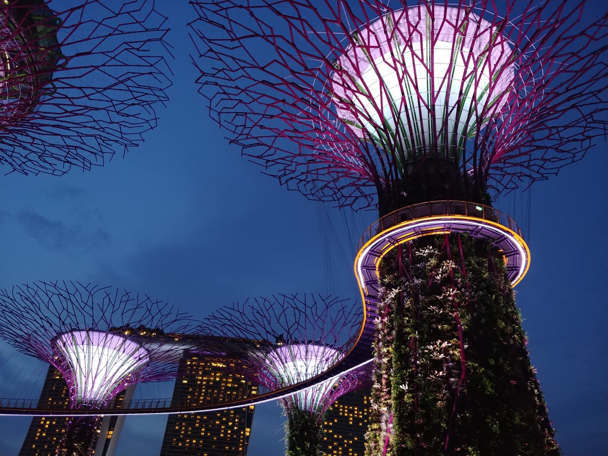 Los Supertrees de Gardens by the Bay iluminados en violeta al anochecer, con las copas metálicas abriéndose contra el cielo azul, la pasarela suspendida entre ellos y el hotel Marina Bay Sands al fondo.