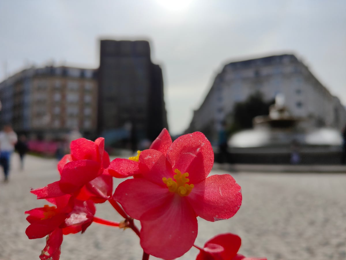 Un ramillete de begonias rojas en primer plano, muy enfocado, con una plaza urbana desenfocada detrás: los edificios, una fuente y varias personas cruzando el empedrado.