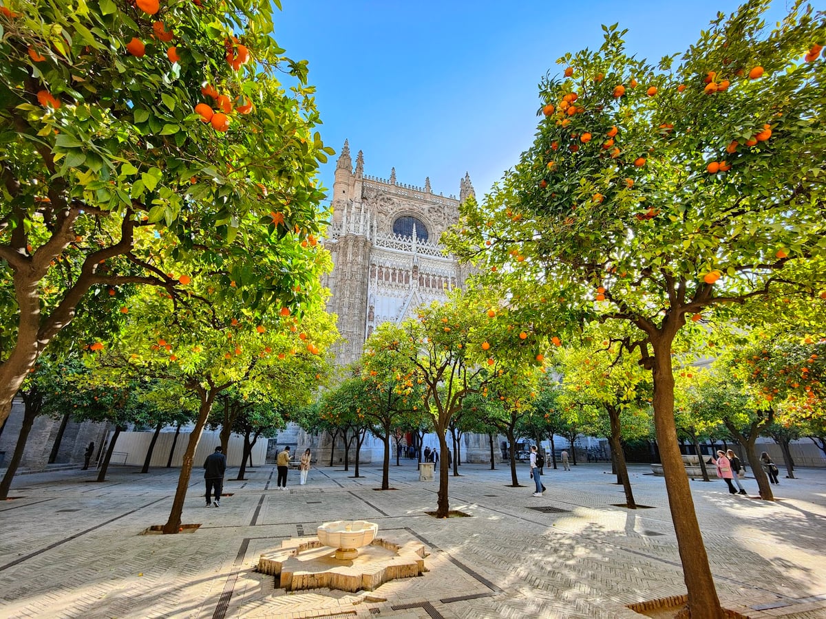 La Catedral y la Giralda vistas a través de los naranjos del patio homónimo, con la fruta cargando las ramas en primer término
