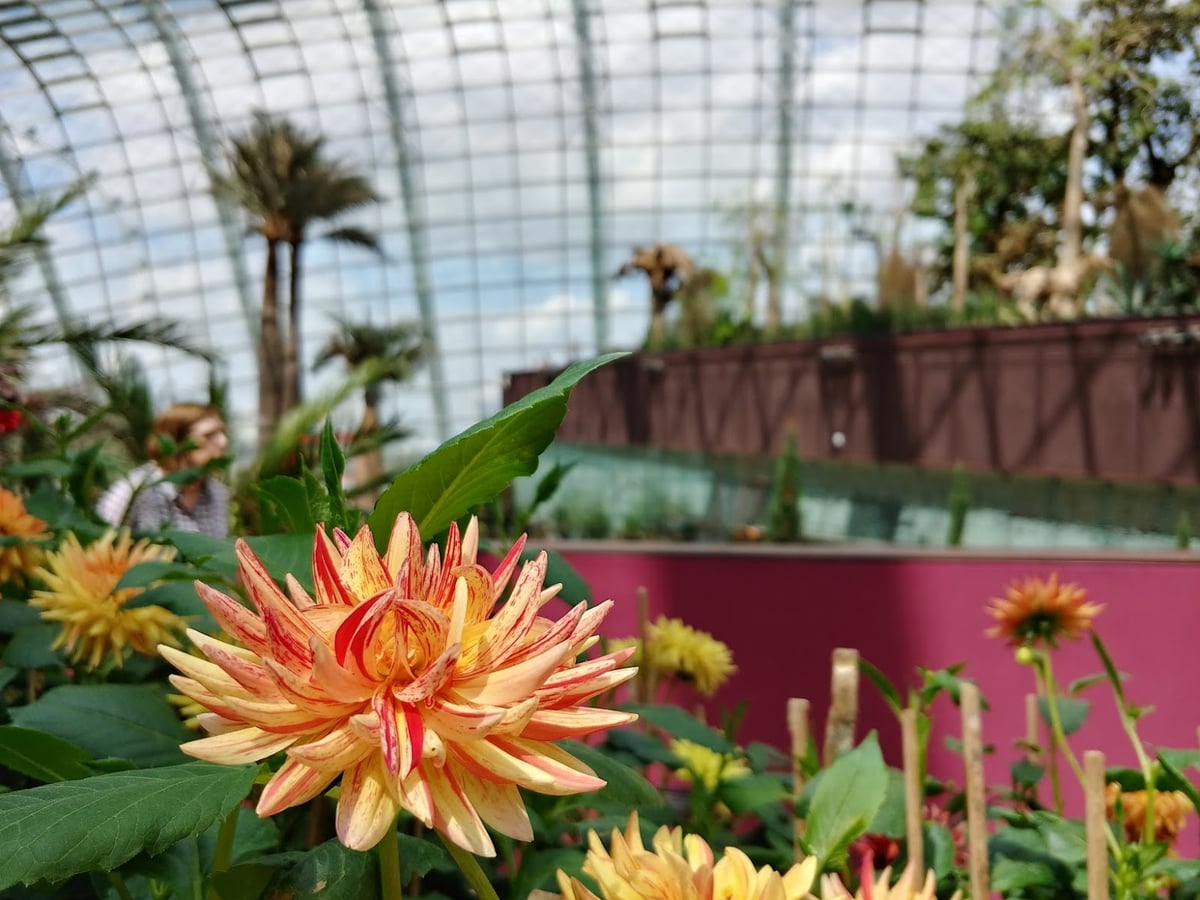 Supertrees y jardines de Gardens by the Bay en Singapur