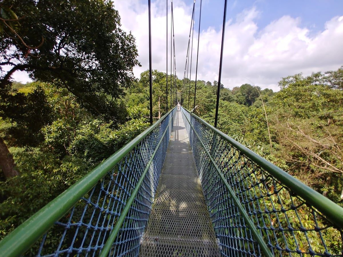 Sendero y paisaje natural de la reserva de Singapur con vegetación tropical