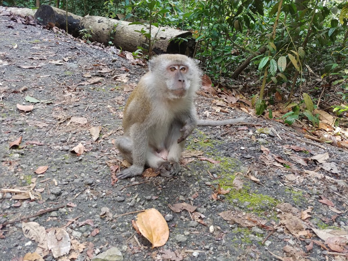 Sendero y paisaje natural de la reserva de Singapur con vegetación tropical