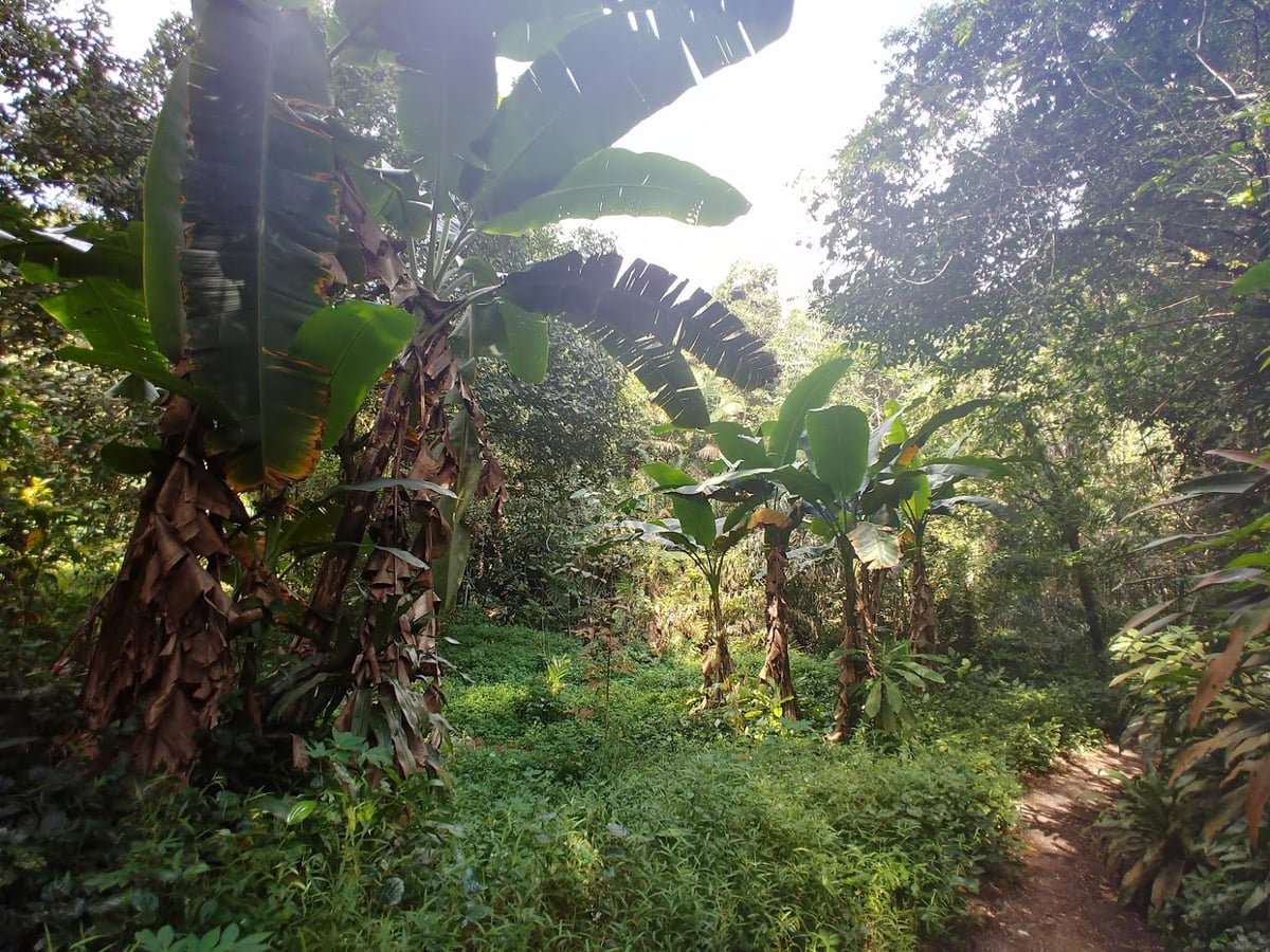 Sendero y paisaje natural de la reserva de Singapur con vegetación tropical