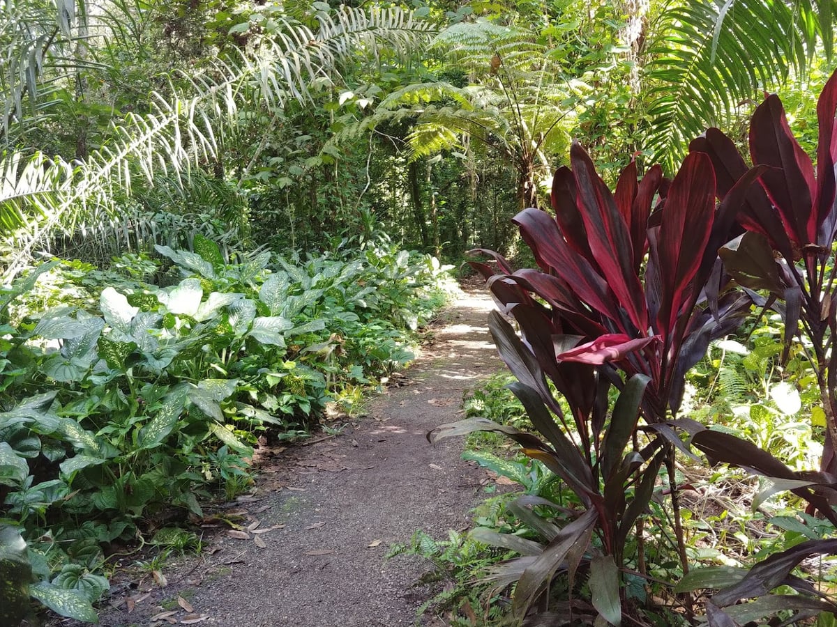 Sendero y paisaje natural de la reserva de Singapur con vegetación tropical