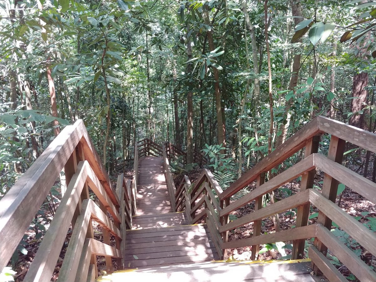 Sendero y paisaje natural de la reserva de Singapur con vegetación tropical