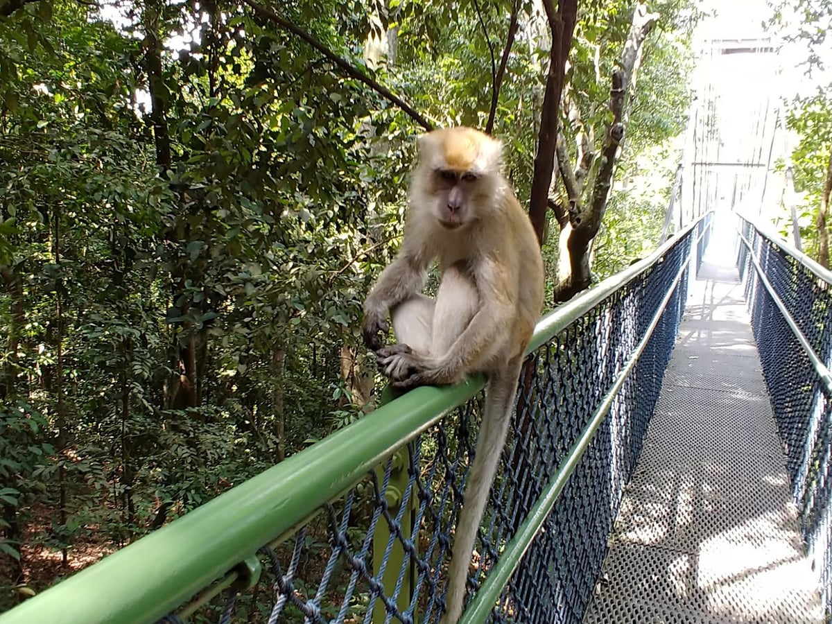 Sendero y paisaje natural de la reserva de Singapur con vegetación tropical