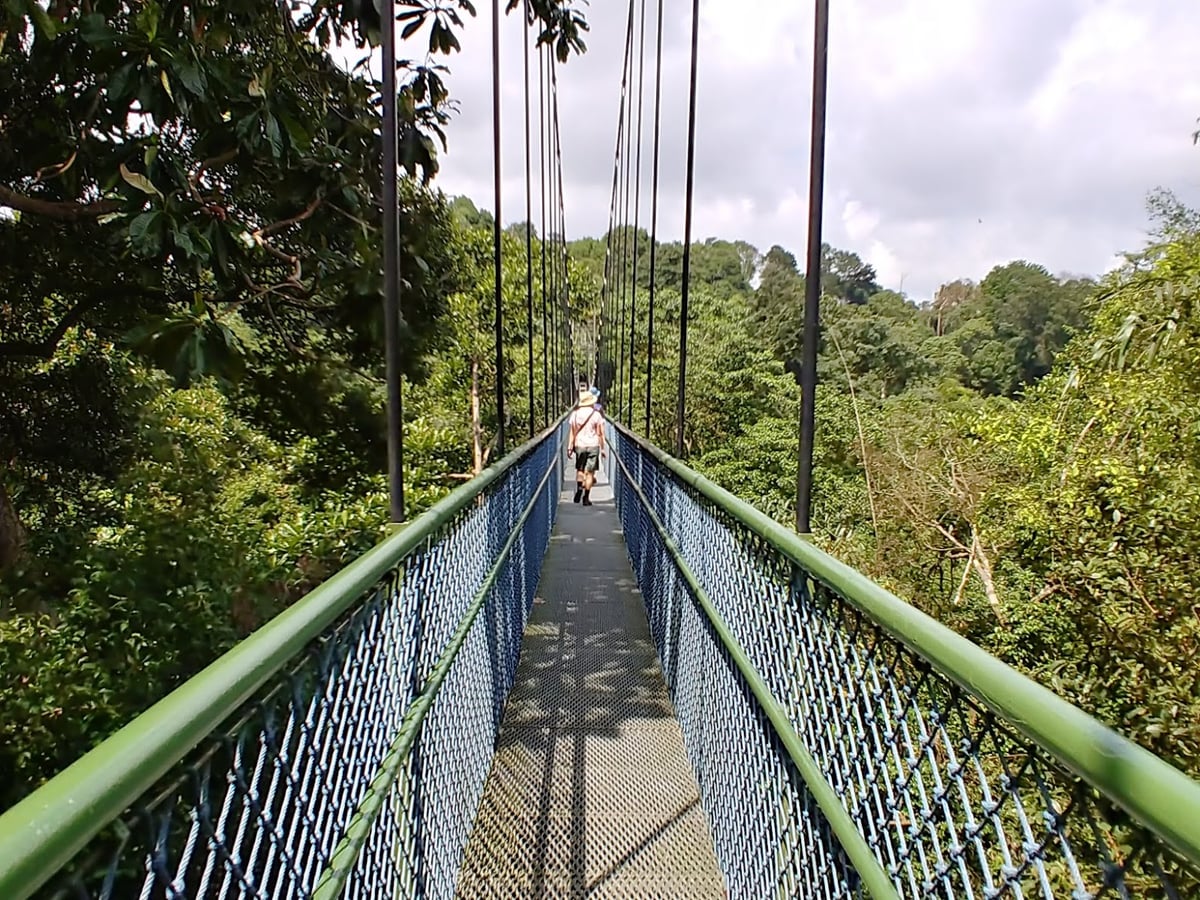 Sendero y paisaje natural de la reserva de Singapur con vegetación tropical