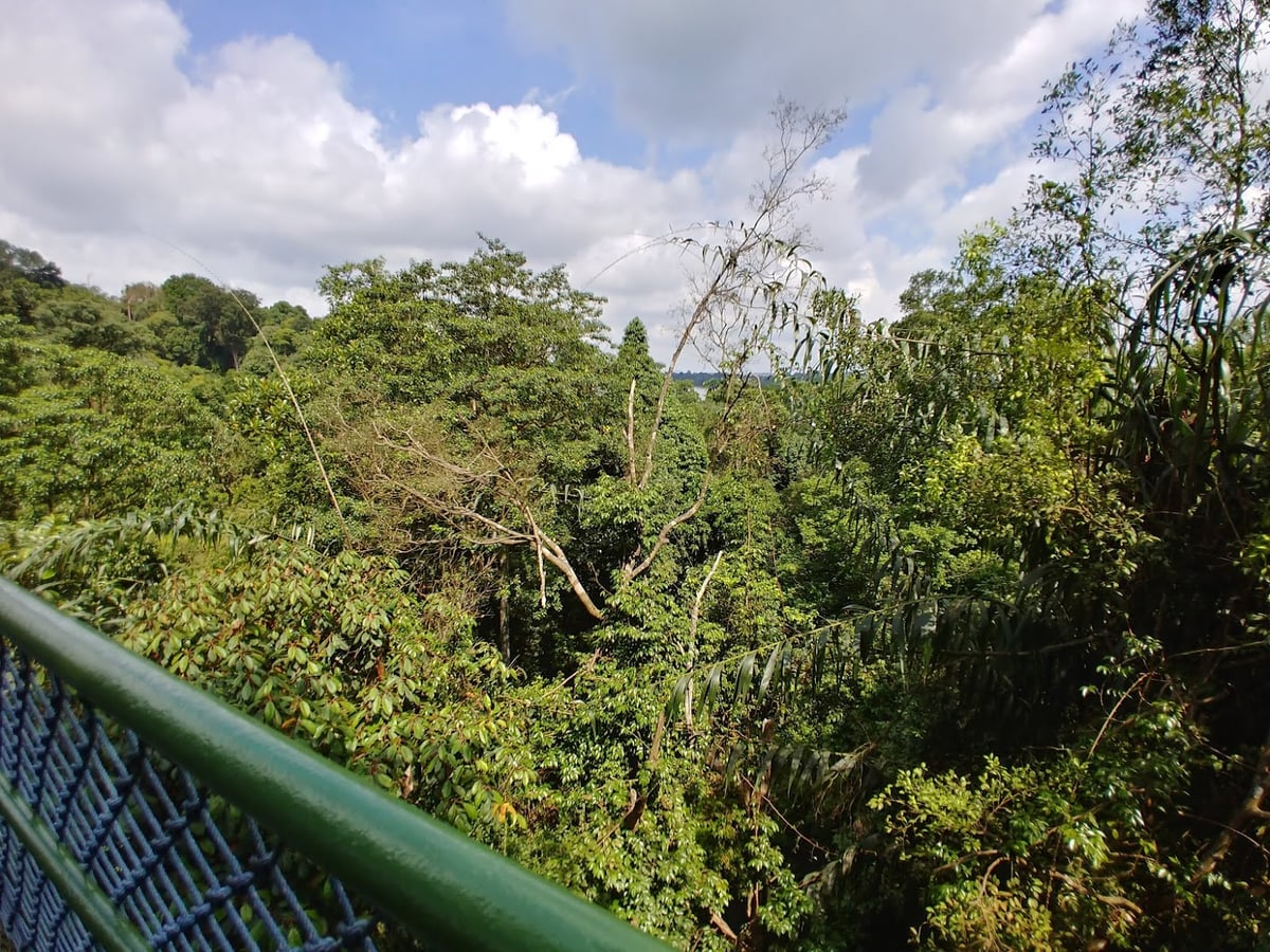 Sendero y paisaje natural de la reserva de Singapur con vegetación tropical
