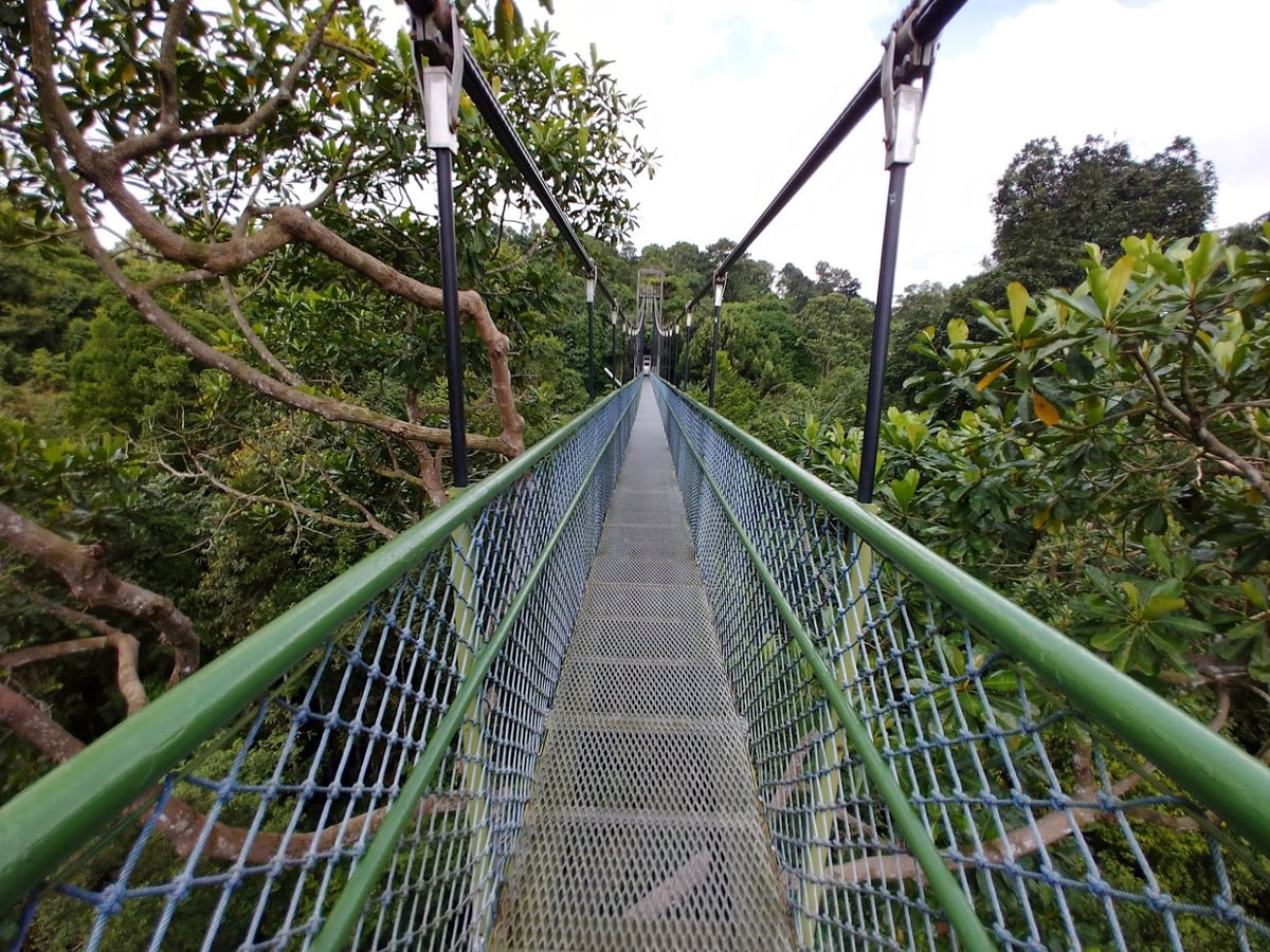 Sendero y paisaje natural de la reserva de Singapur con vegetación tropical