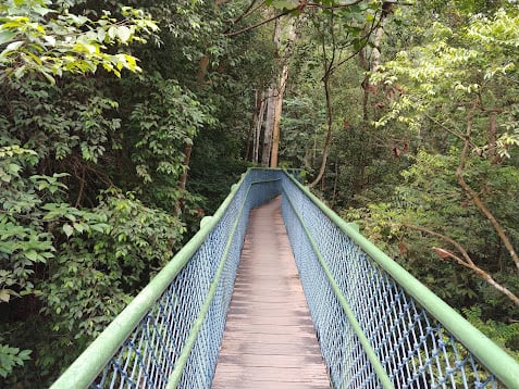 Sendero y paisaje natural de la reserva de Singapur con vegetación tropical