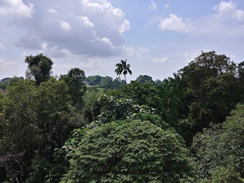 Sendero y paisaje natural de la reserva de Singapur con vegetación tropical