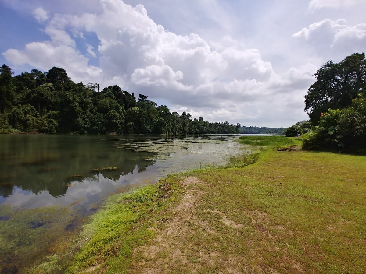 Sendero y paisaje natural de la reserva de Singapur con vegetación tropical