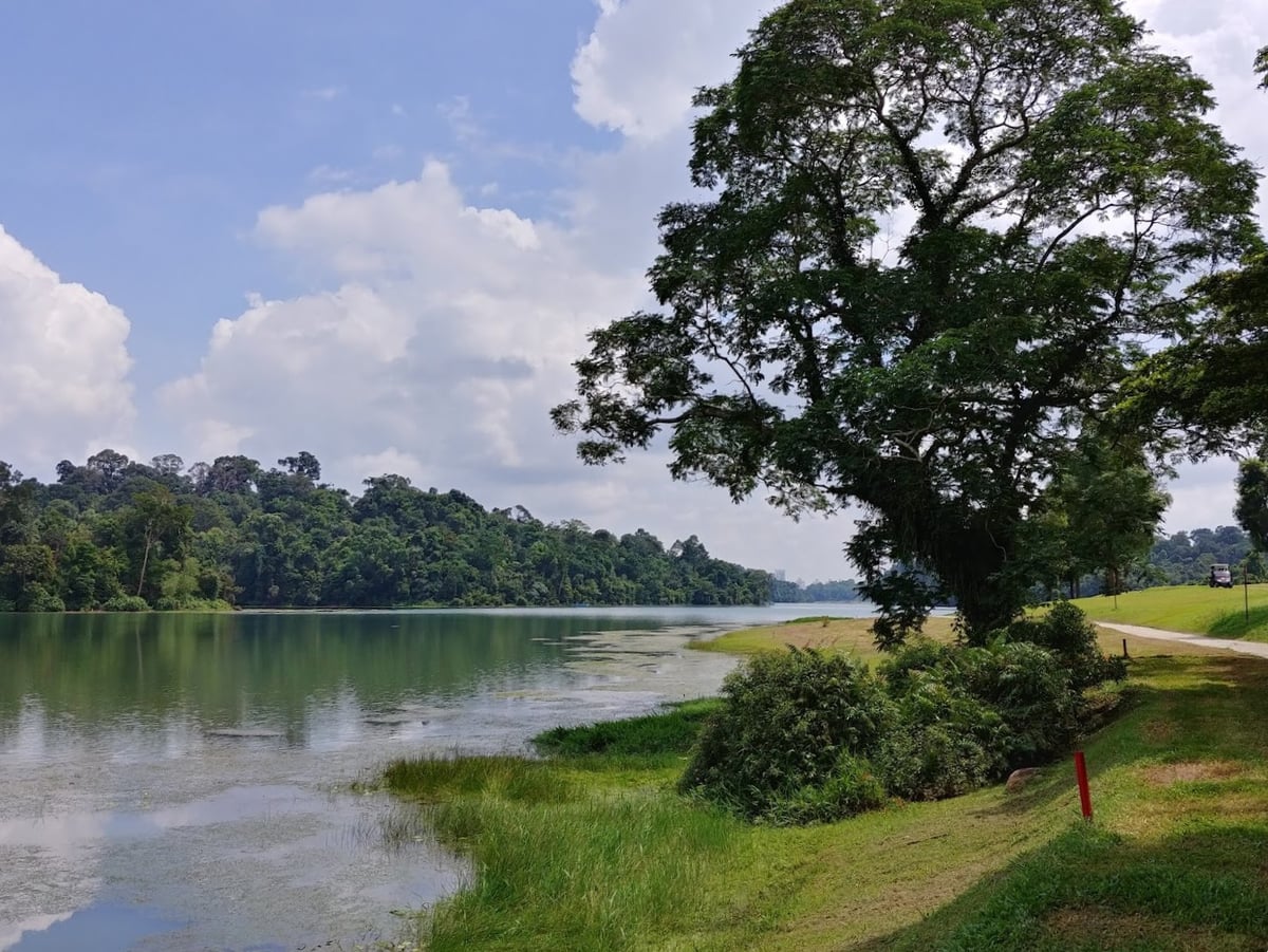 Sendero y paisaje natural de la reserva de Singapur con vegetación tropical