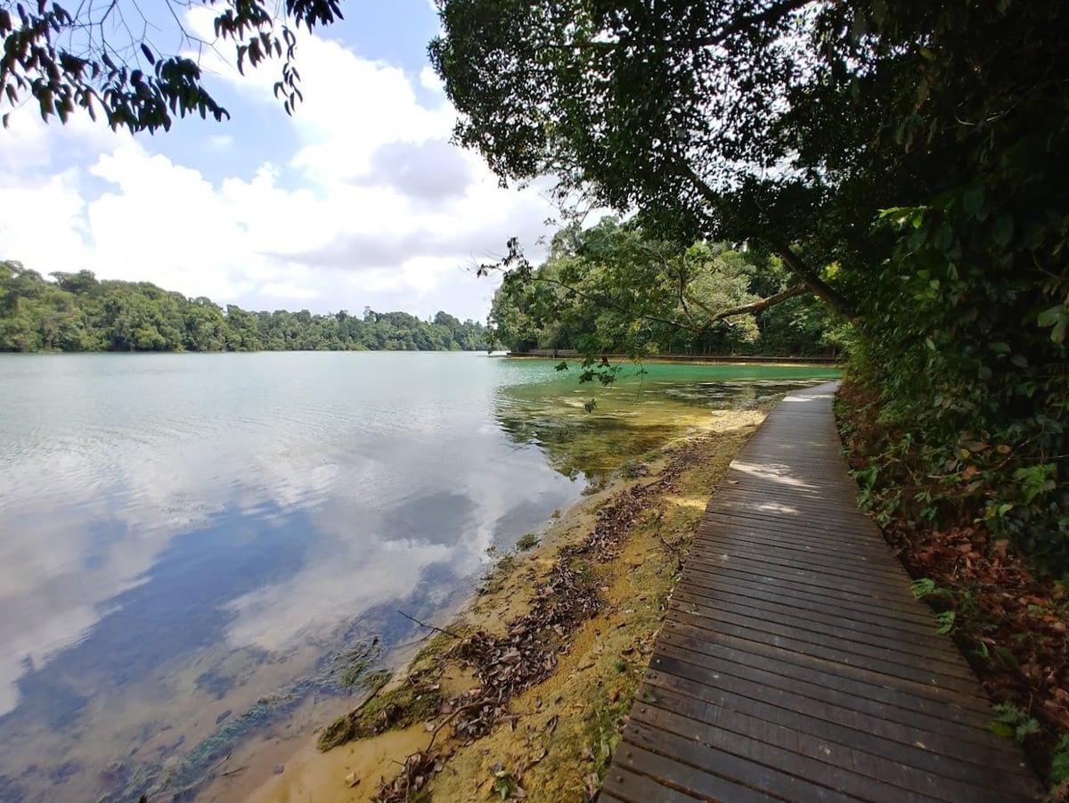 Sendero y paisaje natural de la reserva de Singapur con vegetación tropical