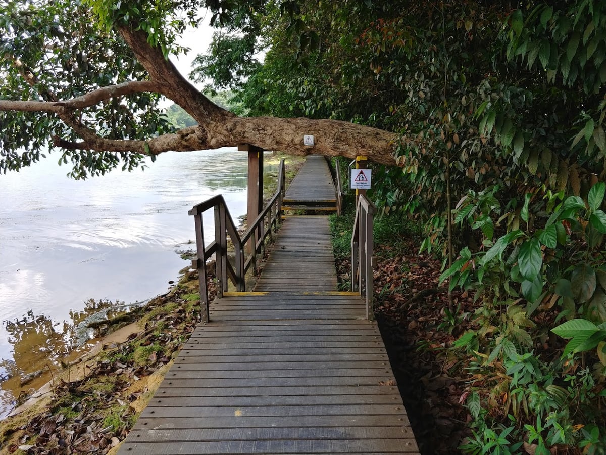 Sendero y paisaje natural de la reserva de Singapur con vegetación tropical