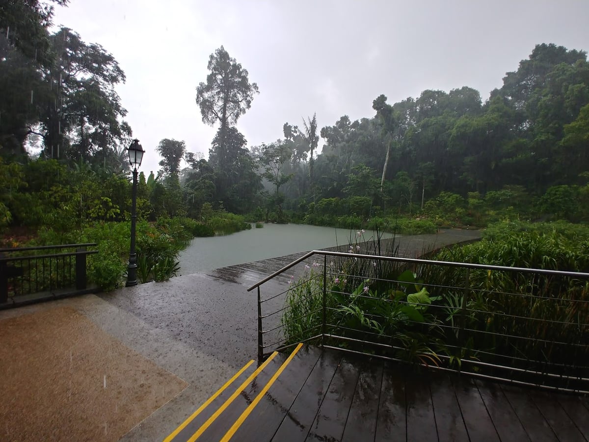 Sendero y paisaje natural de la reserva de Singapur con vegetación tropical