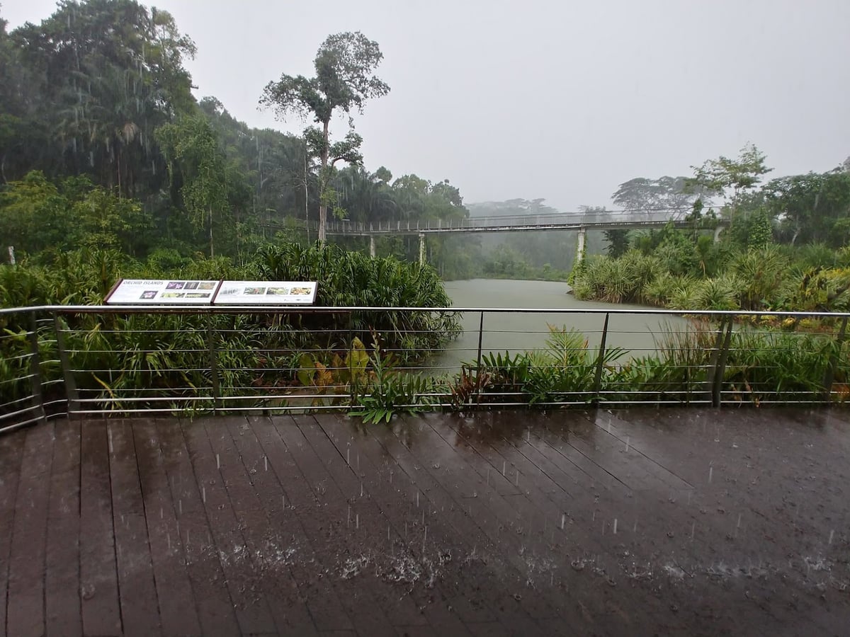 Sendero y paisaje natural de la reserva de Singapur con vegetación tropical
