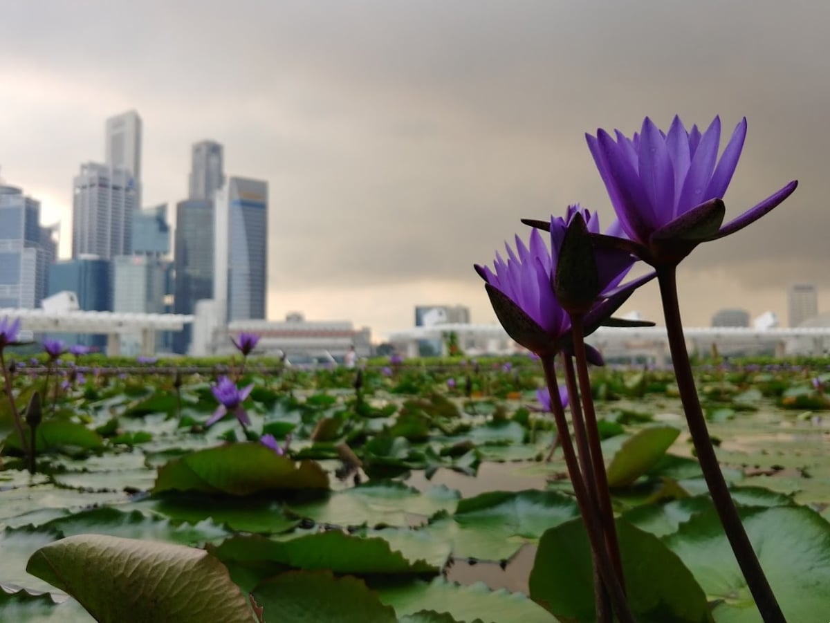 Paisaje urbano y lugares de interés del centro de Singapur