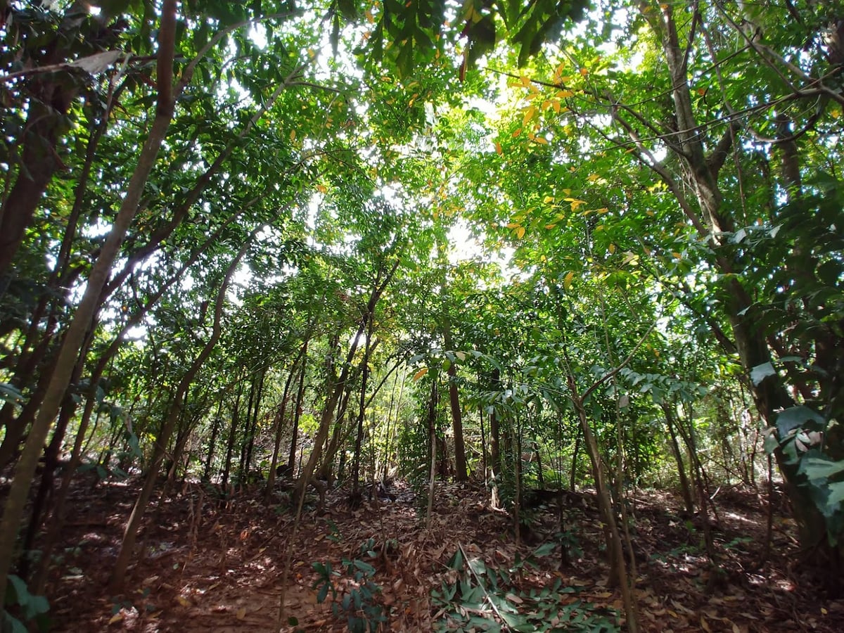 Paisaje natural de Pulau Ubin, Singapur, con senderos, bosque y costa