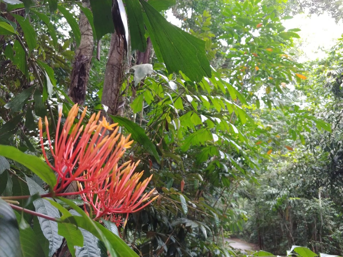 Paisaje natural de Pulau Ubin, Singapur, con senderos, bosque y costa