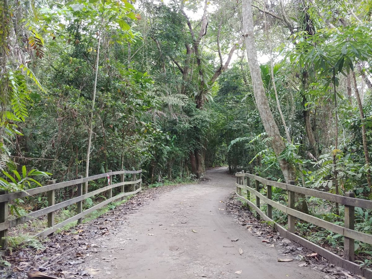 Paisaje natural de Pulau Ubin, Singapur, con senderos, bosque y costa