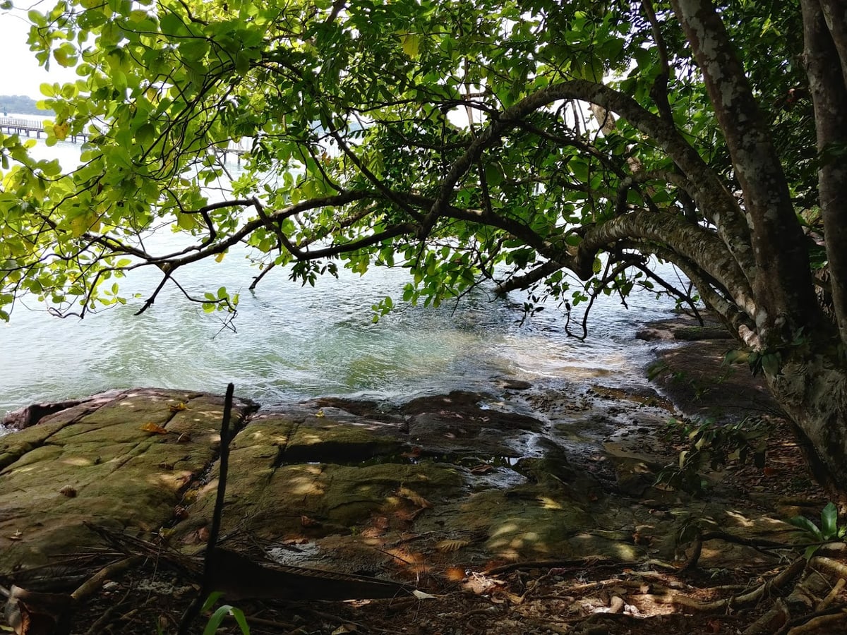 Paisaje natural de Pulau Ubin, Singapur, con senderos, bosque y costa