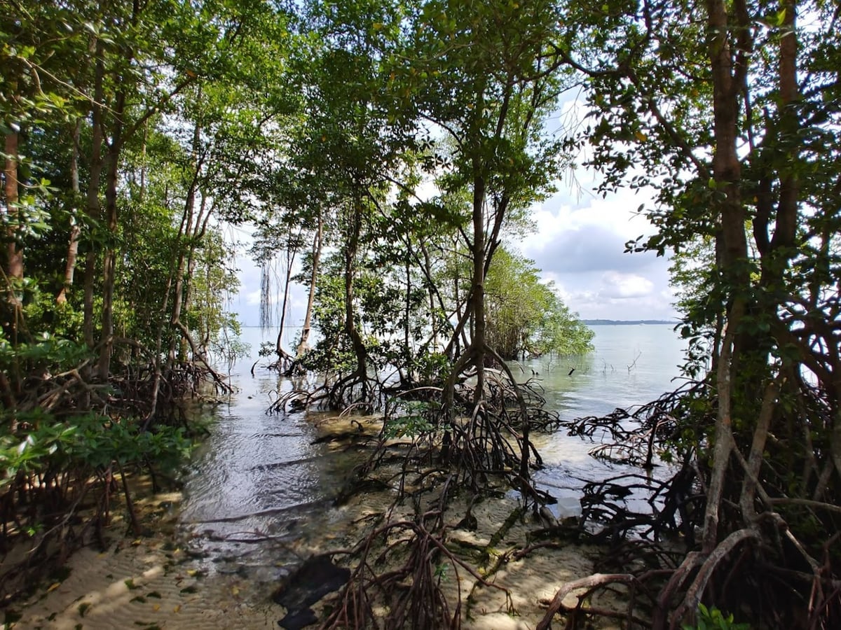 Paisaje natural de Pulau Ubin, Singapur, con senderos, bosque y costa