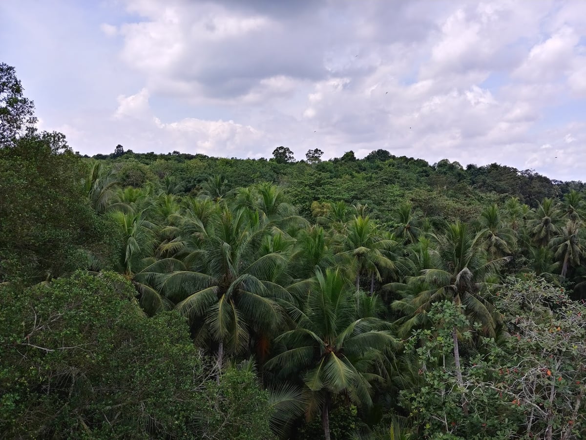 Paisaje natural de Pulau Ubin, Singapur, con senderos, bosque y costa