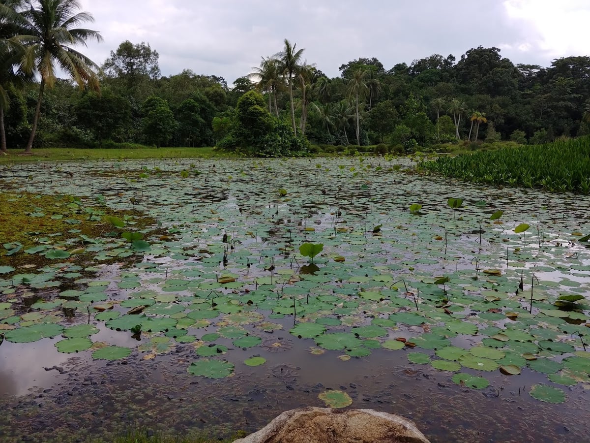 Paisaje natural de Pulau Ubin, Singapur, con senderos, bosque y costa