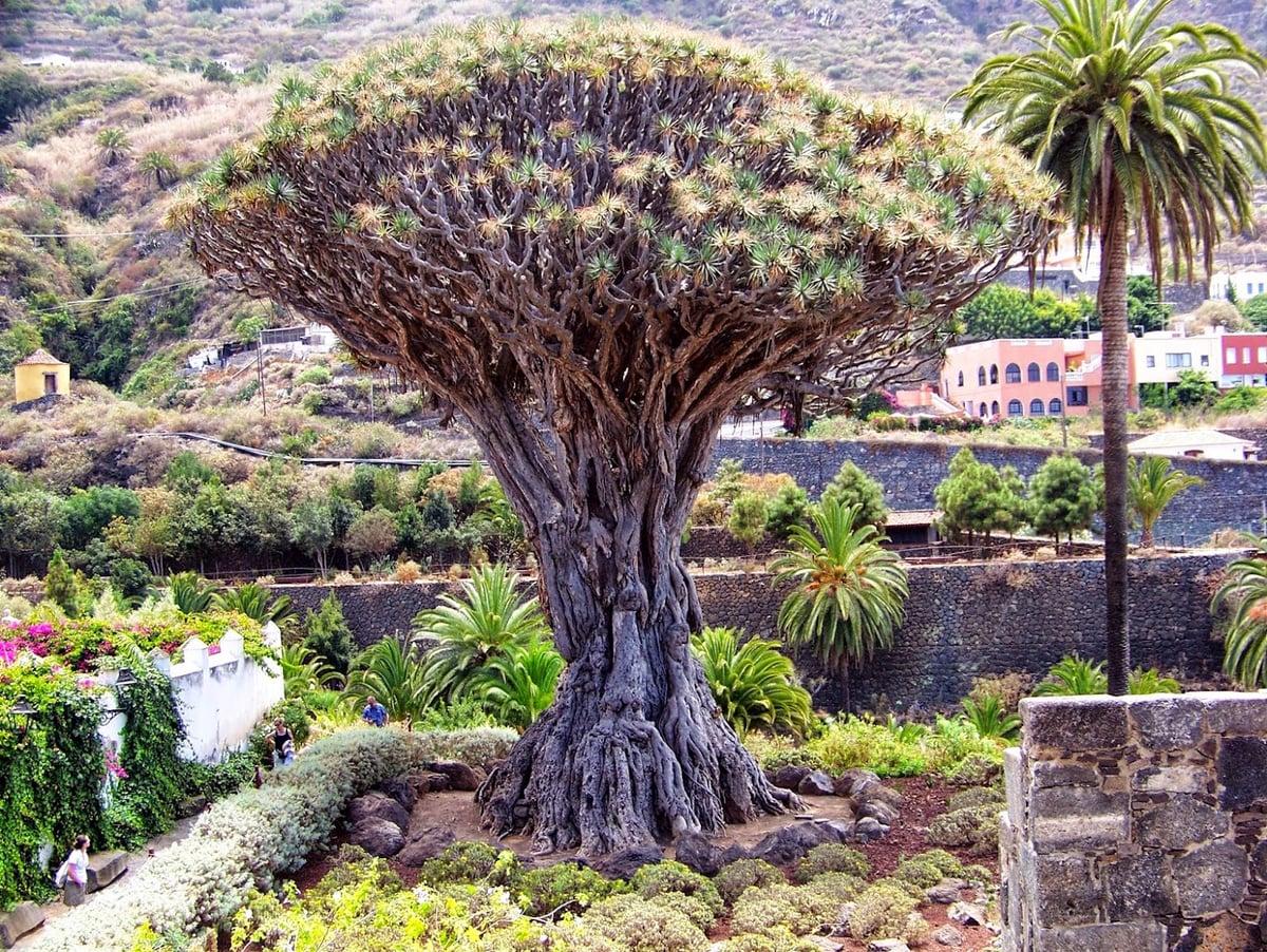 Drago milenario y paisaje vegetal de Tenerife